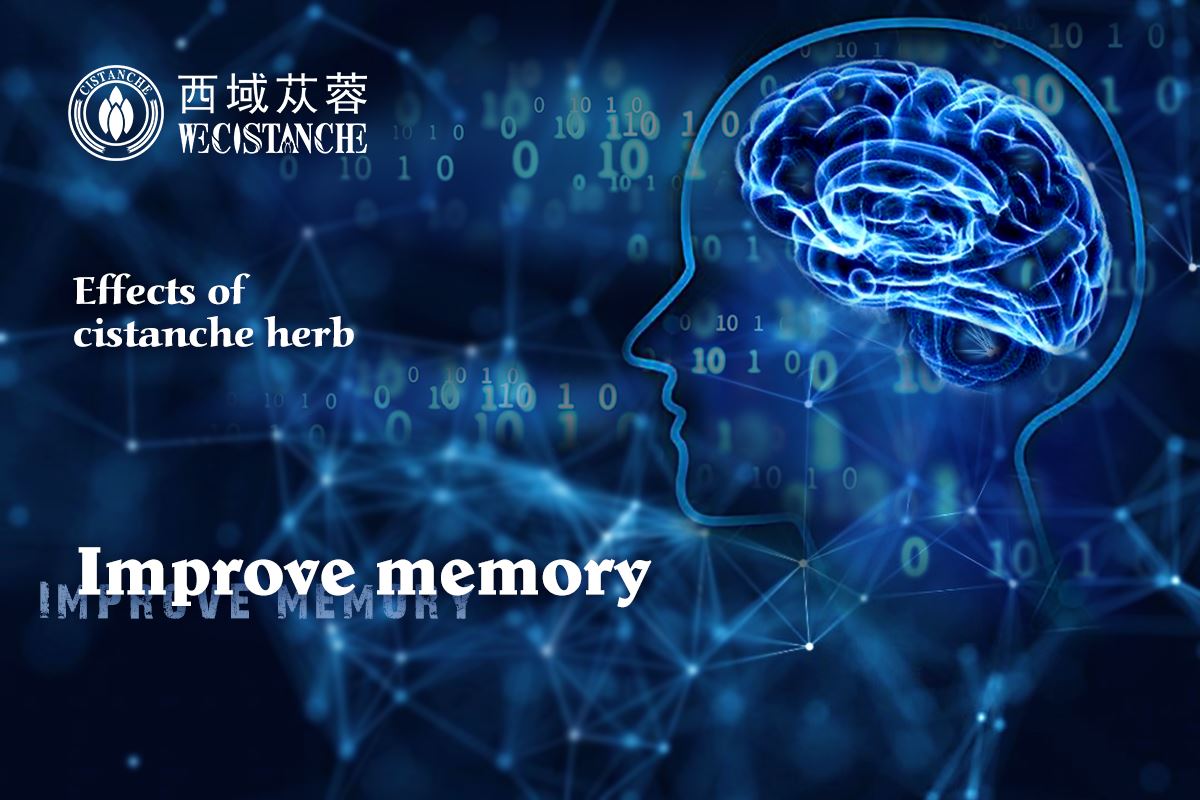 cistanche effectively improve memory and anti-Alzheimer's disease