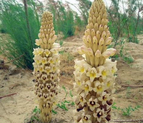 Cistanche has good effect in skincare and cosmetic product Cistanche has good effect in skincare and cosmetic product