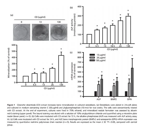 Cistanche deserticola is good for bone formation