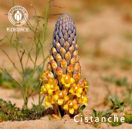 Cistanche deserticola is good for bone formation