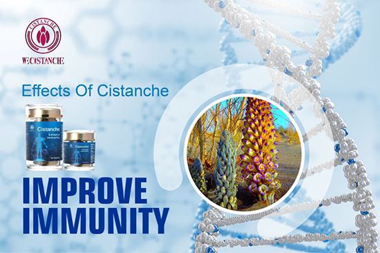cistanche is good for bone formation