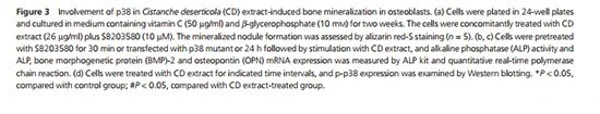Cistanche deserticola is good for bone formation