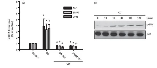 Cistanche deserticola is good for bone formation