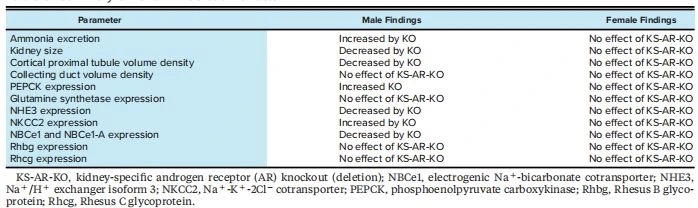Table 3. Summary of renal AR deletion effects