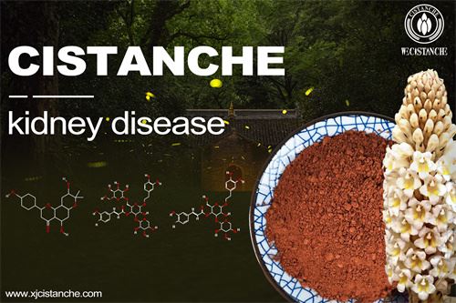 cistanche boosts testosterone