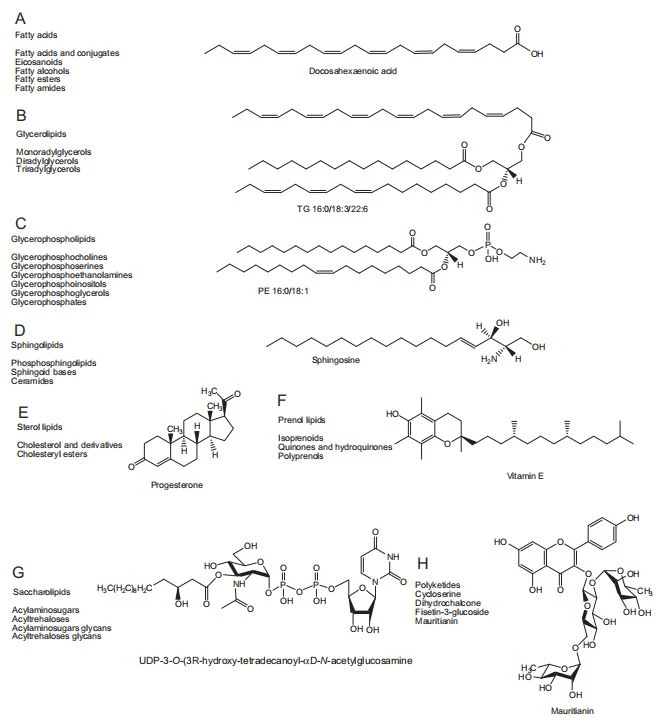 Figure 1 Common lipid classes and representative lipid molecular species. (A) Fatty acid: docosahexaenoic acid; (B) glycerolipid: TG(16:0/18:3/22:6); (C) glycerophospholipid: PE(16:0/18:1); (D) sphingolipid: sphingosine; (E) sterol lipid: progesterone; (F) prenol lipid: vitamin E; (G) saccharolipid: UDP-3-O-(3R-hydroxytetradecanoyl)-αD-N-acetylglucosamine; and (H) polyketide: mauritianin.