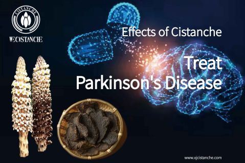 Cistanche has very good neuroprotective effect