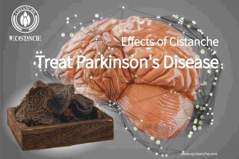 Cistanche has very good neuroprotective effect