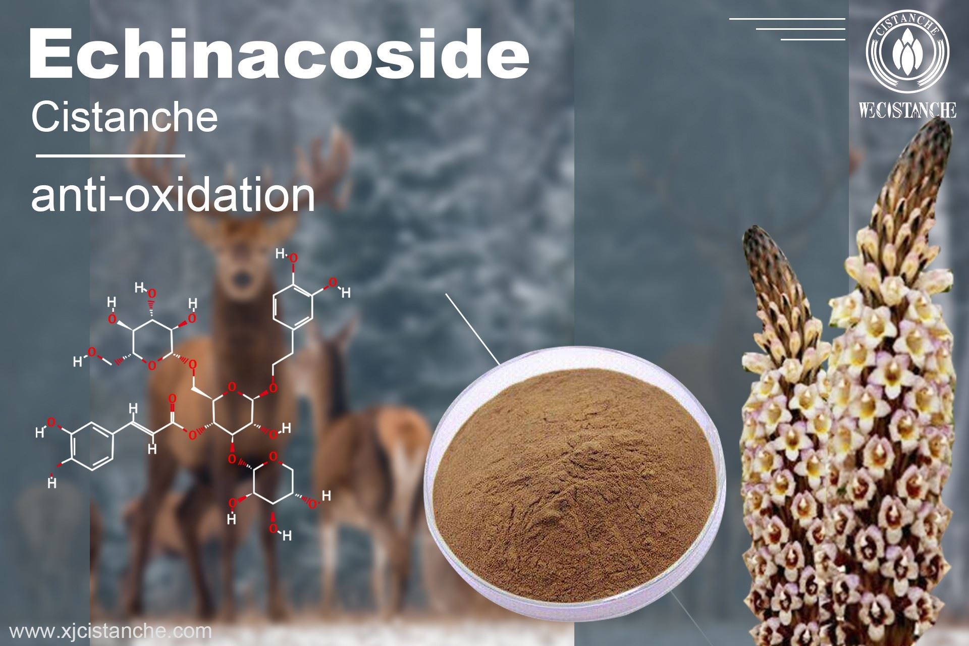 Echinacoside: Anti-oxidation 2