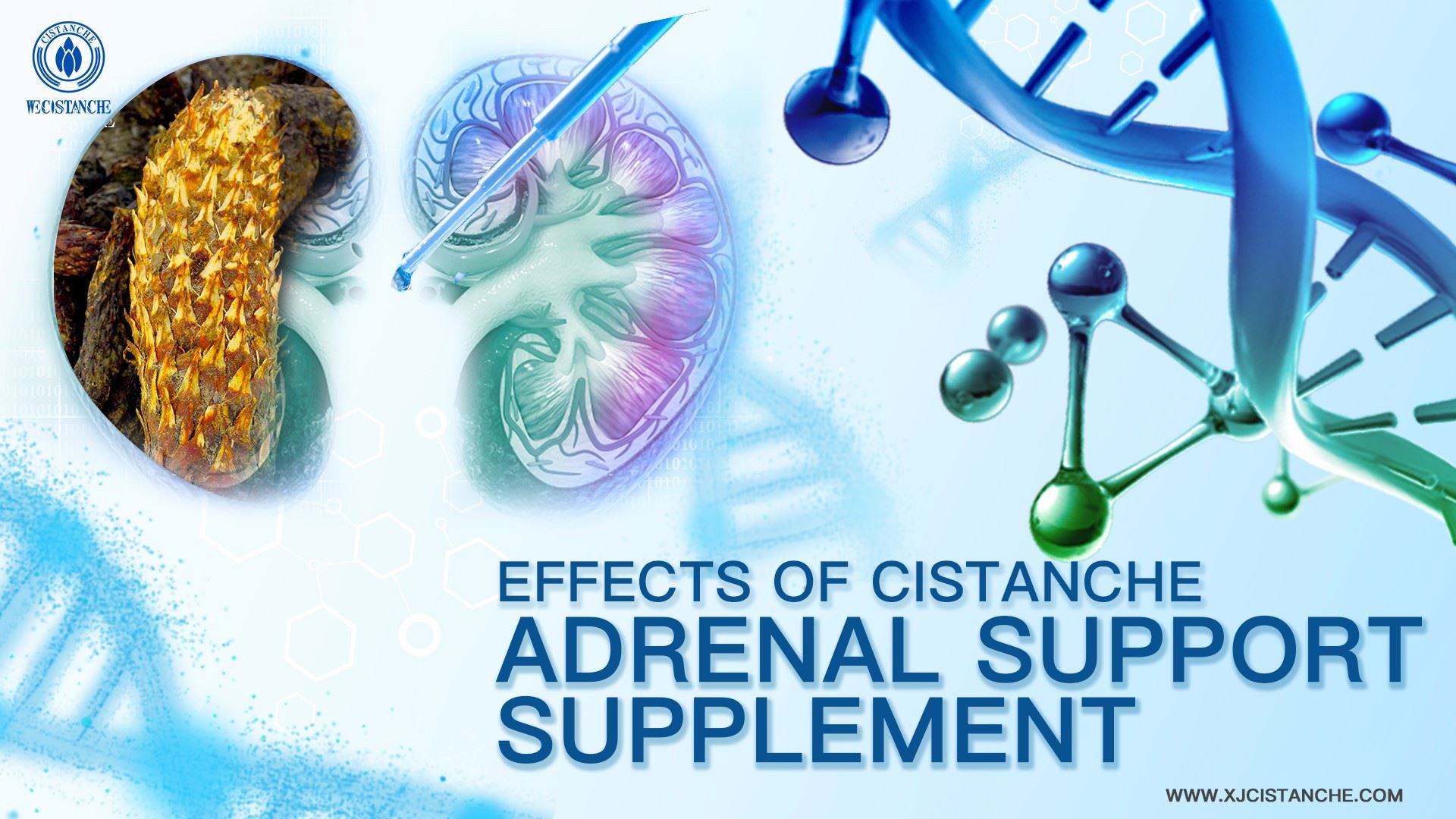 the best herb for adrenal