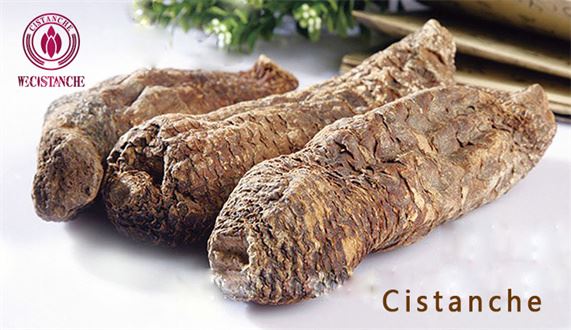 cistanche tubulosa roots 
