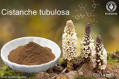 Cistanche extract can reduce Inflammatory hyperplasia (2)