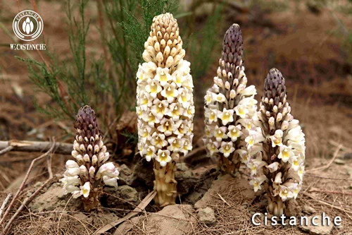 cistanche phelypaea