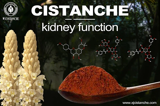 cistanche-kidney function-2(56)