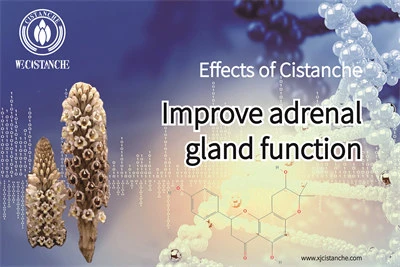 cistanche pros and cons