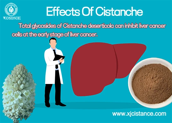 Total glycosides of Cistanche deserticola can inhibit liver cancer cells at the early stage of liver cancer Total glycosides of Cistanche deserticola can inhibit liver cancer cells at the early stage of liver cancer