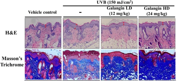 cistanche proteictive effect on skin care research cistanche proteictive effect on skin care research