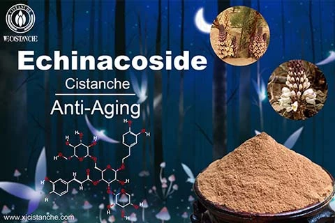 Cistanche prevent aging-related disease