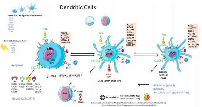 Figure 9. Dendritic cell phenotypes