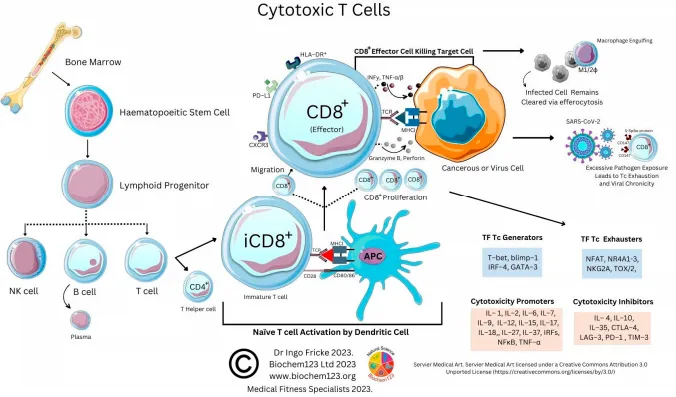 Figure 12. T cell phenotype diversity and developmental cellular markers