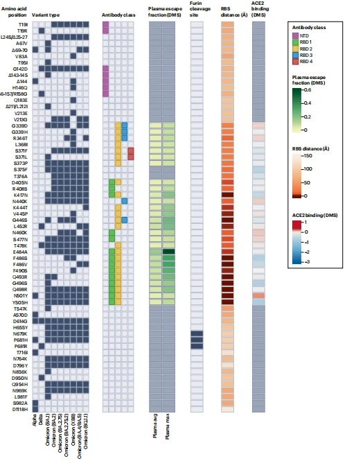 Fig. 1 | Properties of amino acid substitutions or deletions in selected SARS-CoV-2 variants of concern