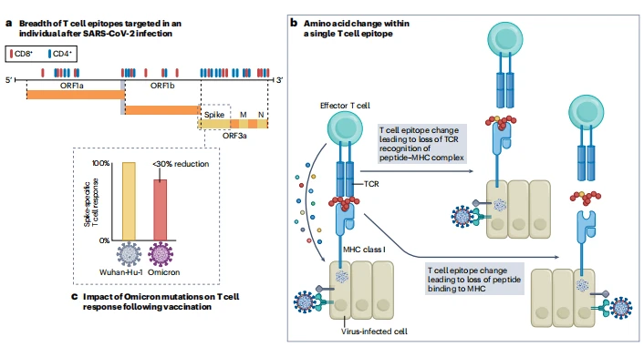 Fig. 3 | Potential impact of SARS-CoV-2 variants on T cell responses and innate immunity.