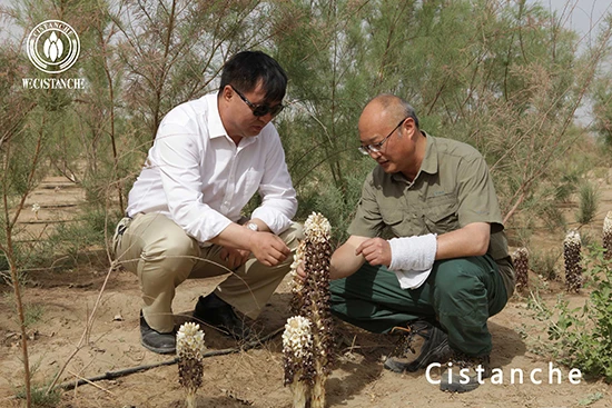 Professor Cistanche Research on the Growth of Cistanche deserticola Professor Cistanche Research on the Growth of Cistanche deserticola
