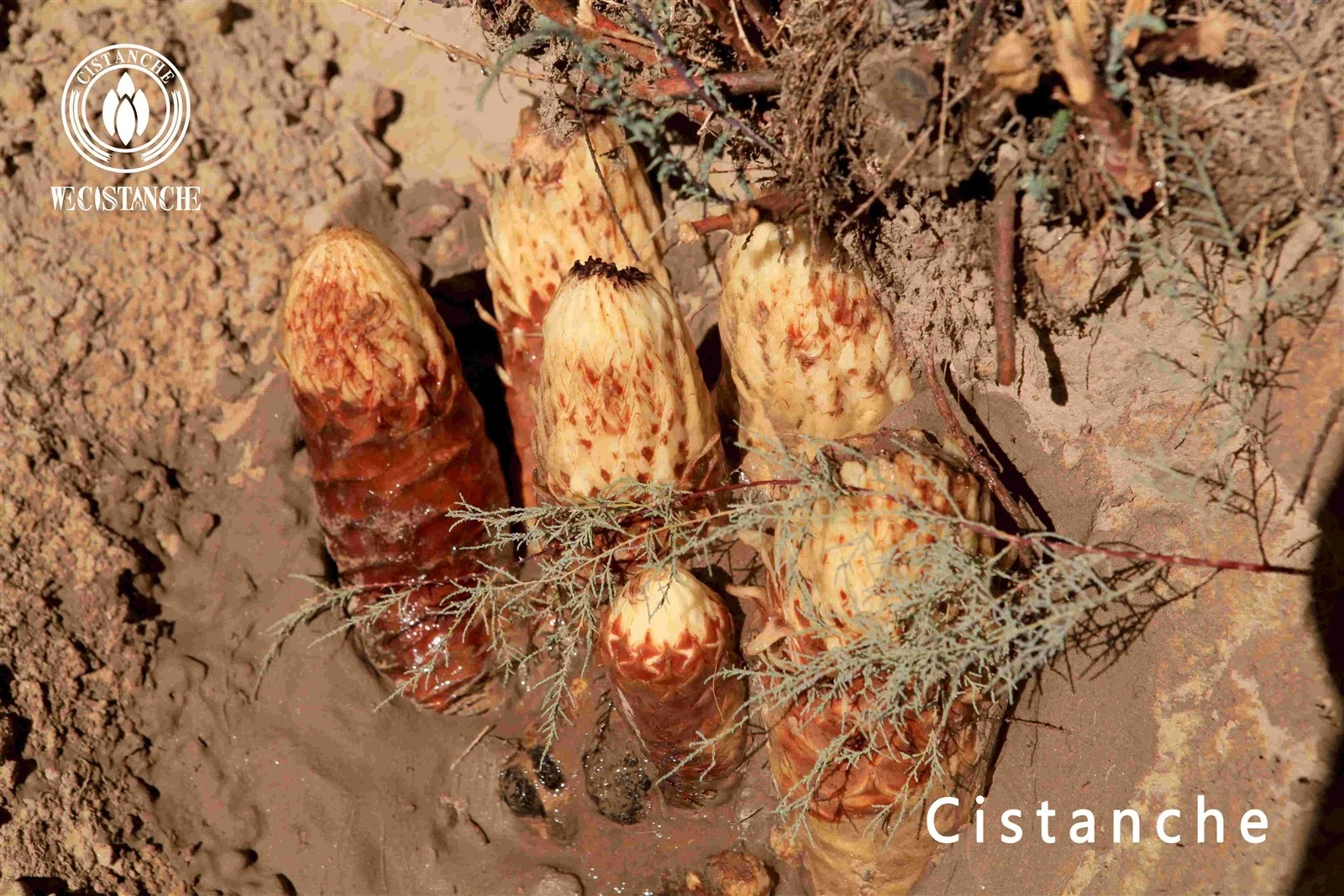 Cistanche tubulosa for improving skin health and well-being